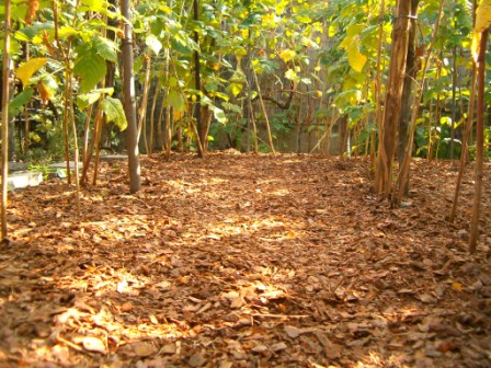 Minőségi talajtakarókat vásárolhat a cégtől elérhető árakon.