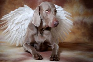 Háziállatok hamvasztása