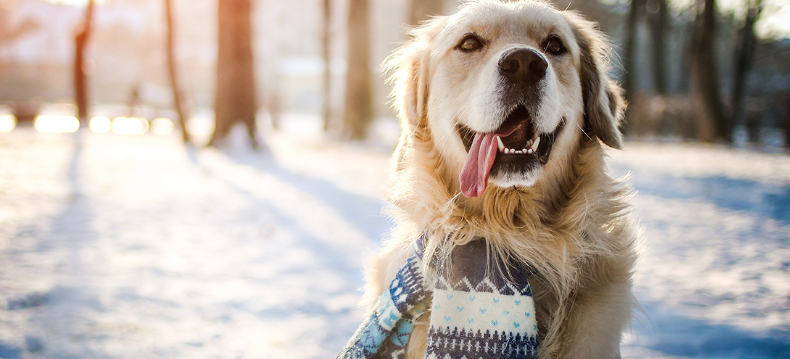A kedvenceink és a hideg