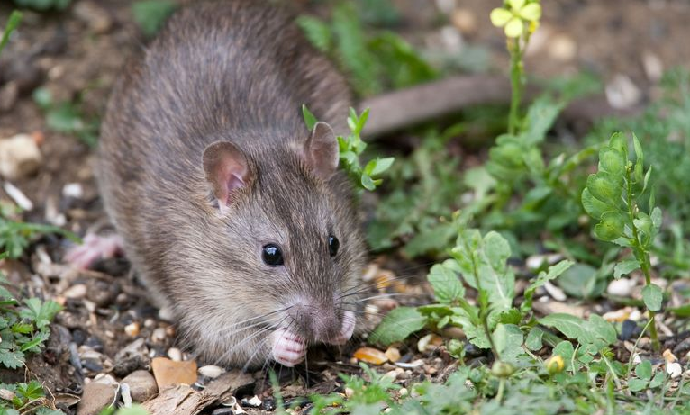 Még mindig sok a patkány