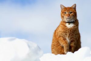 Egész napos ügyelet kisállathamvasztás kapcsán